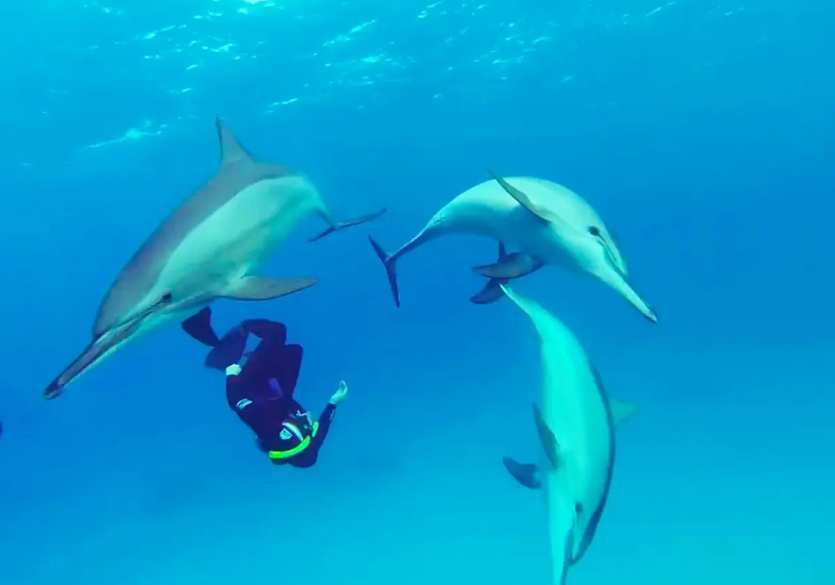 apnee dauphins 1