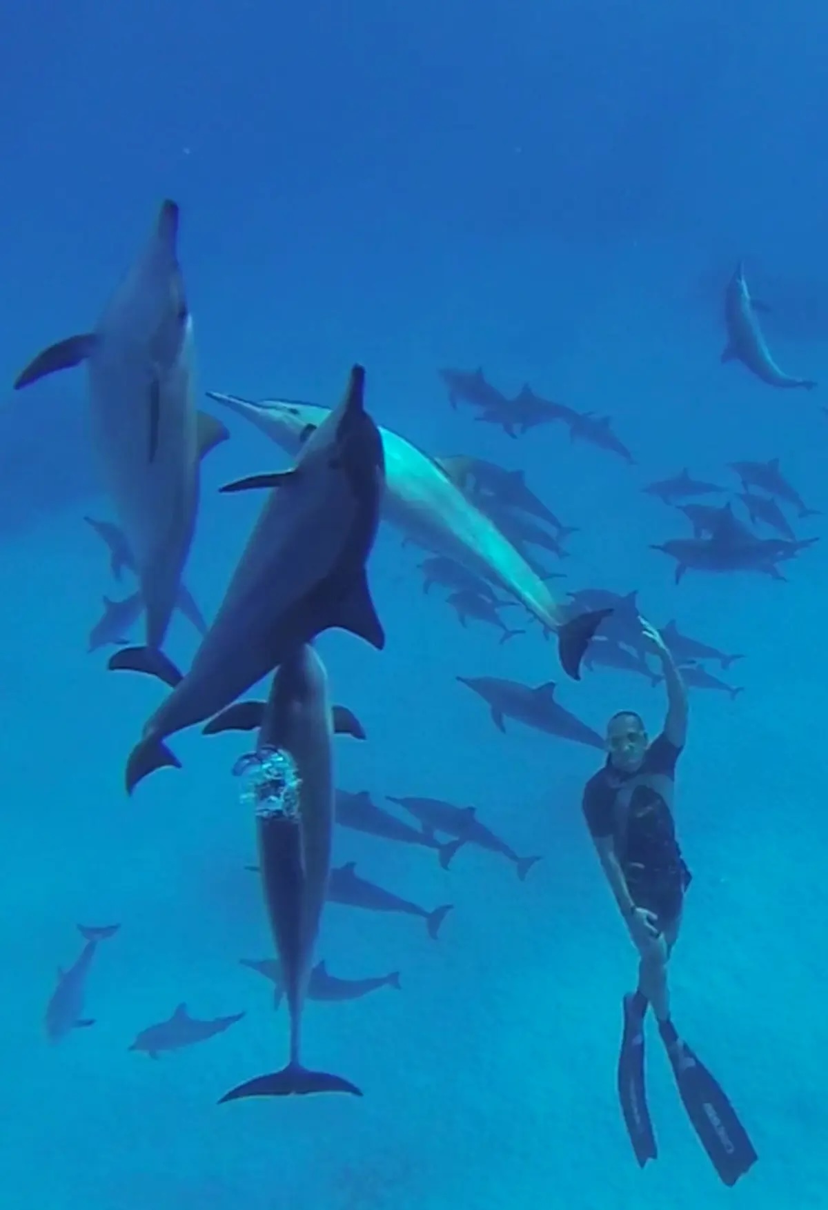 apnee dauphins 2