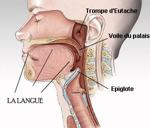 exercices-btv-apnee