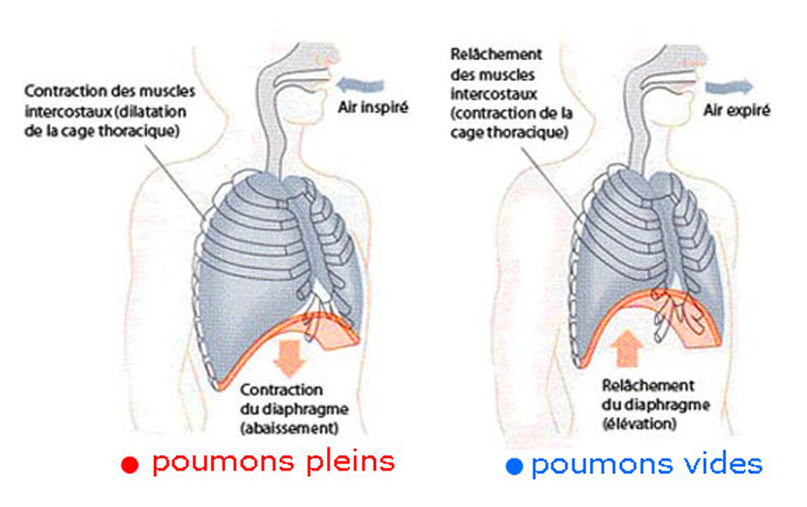 poumons pleins vides